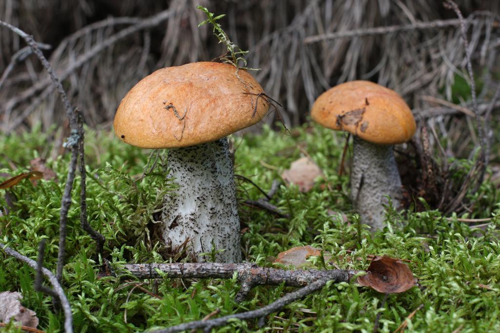 Agroturystyka Sominy Piotr Exterior foto