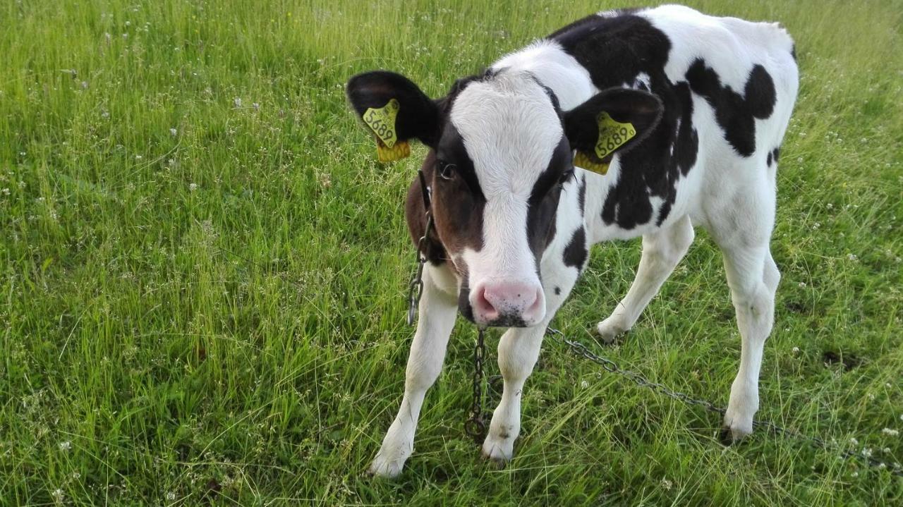 Agroturystyka Sominy Piotr Exterior foto